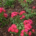 R_Emera_CM04 (2)